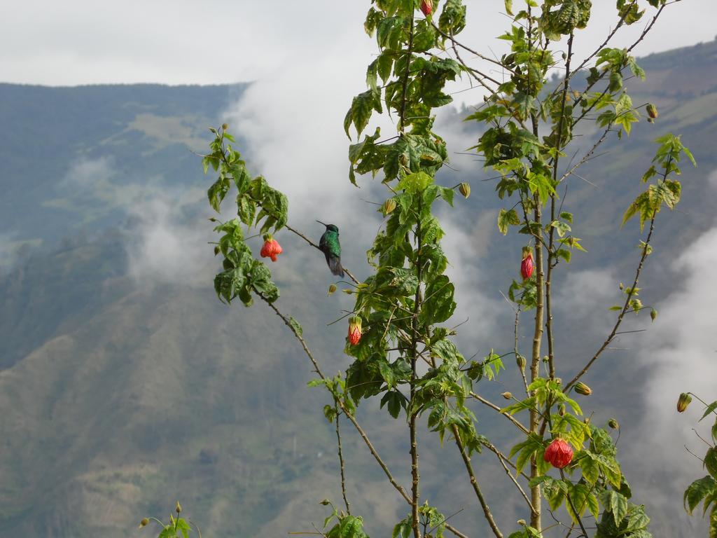賓館 La Casa Amarilla Banos (Tungurahua)
